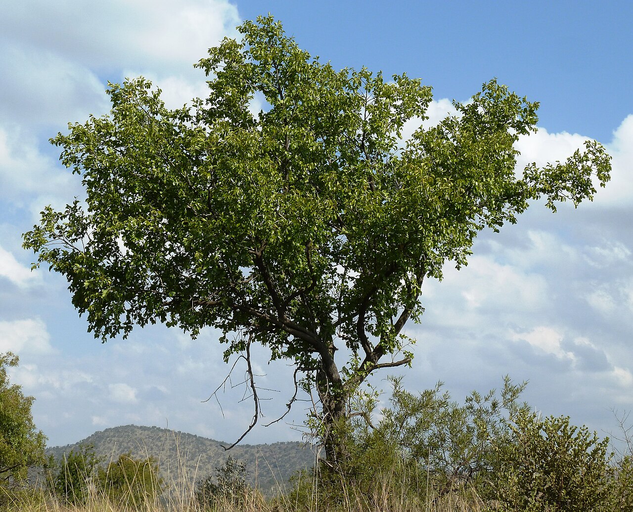 Buffalo thorn: Habit of a Buffalo thorn ( Z. mucronata ), in full foliage during early winter, Phalandingwe nature trail, Pelindaba