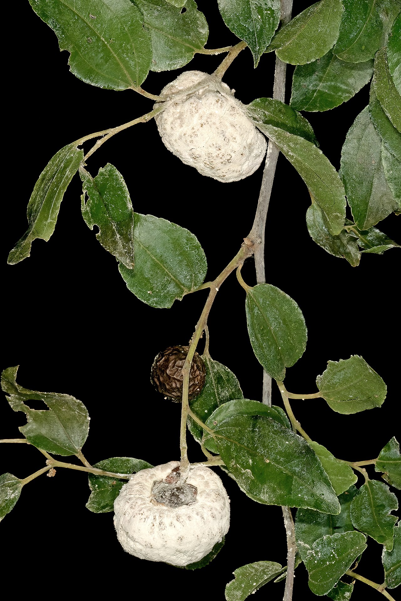 Buffalo thorn: Ziziphus mucronata , normal fruit, and two fruits infected by the gall-forming fungus Coniodictyum chevalieri (Cryptobasidiaceae, Exobasidiales, Ustilaginomycet