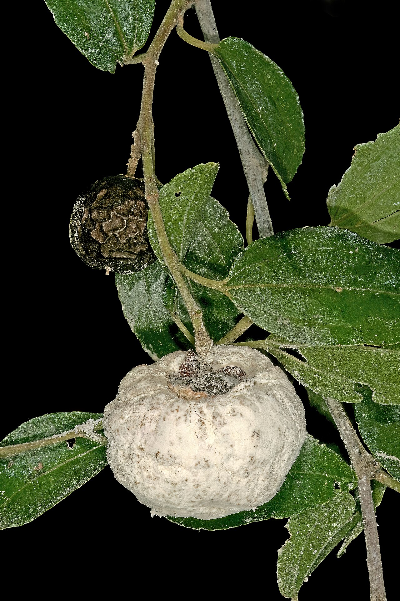 Buffalo thorn: Ziziphus mucronata , normal fruit, and fruit infected by the gall-forming fungus Coniodictyum chevalieri (Cryptobasidiaceae, Exobasidiales, Ustilaginomycetes, B