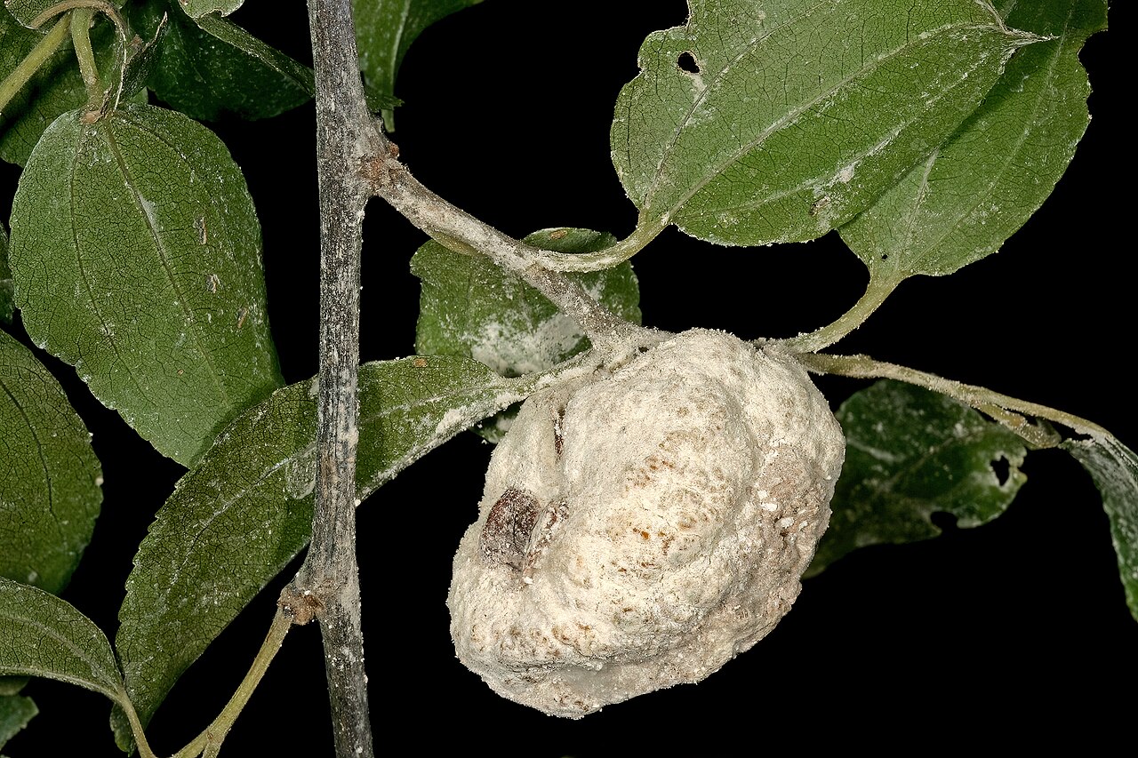 Buffalo thorn: Ziziphus mucronata , fruit infected by the gall-forming fungus Coniodictyum chevalieri (Cryptobasidiaceae, Exobasidiales, Ustilaginomycetes, Basidiomycota), pro