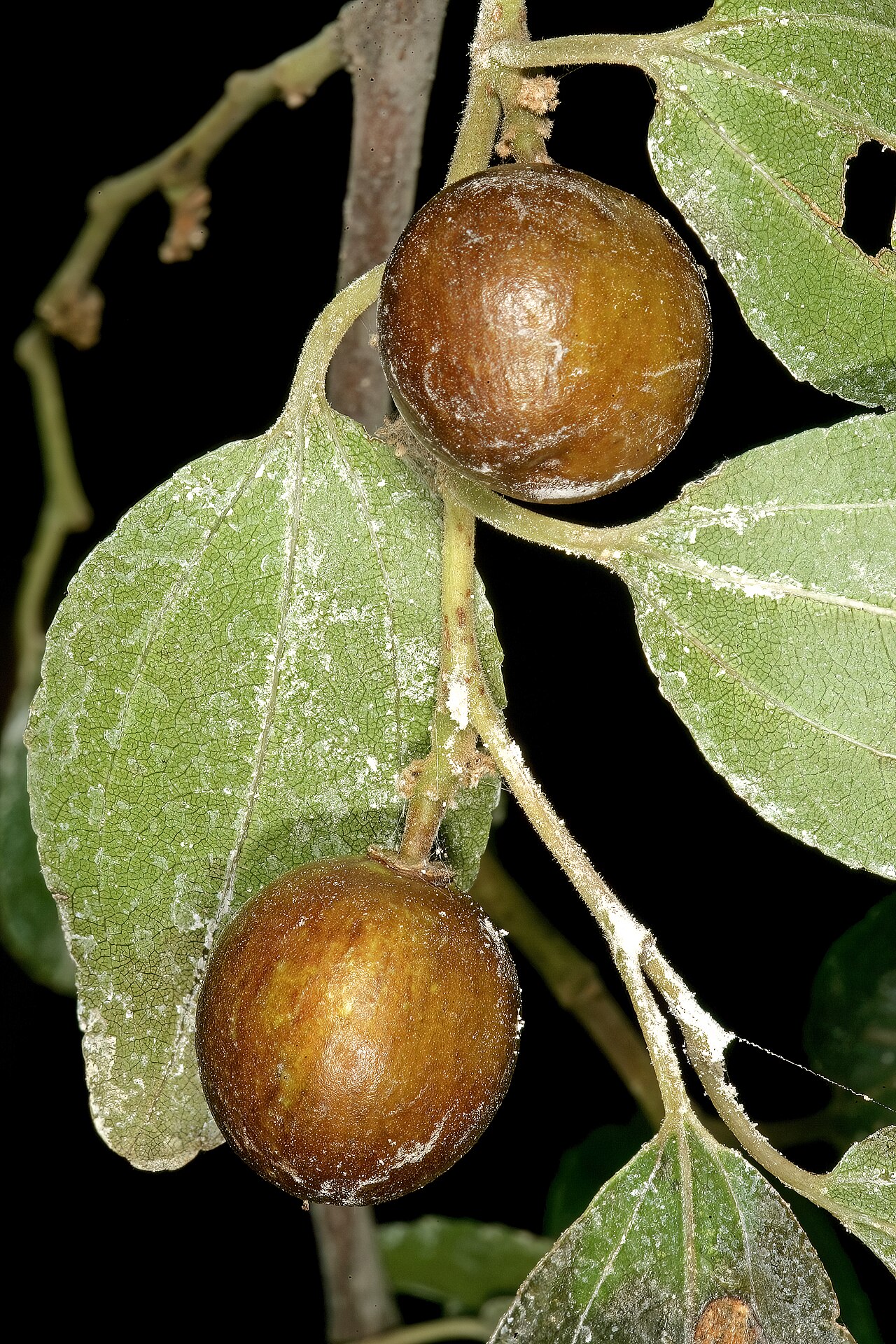 Buffalo thorn: Ziziphus mucronata , normal fruit on plant infected by the gall-forming fungus Coniodictyum chevalieri (Cryptobasidiaceae, Exobasidiales, Ustilaginomycetes, Bas