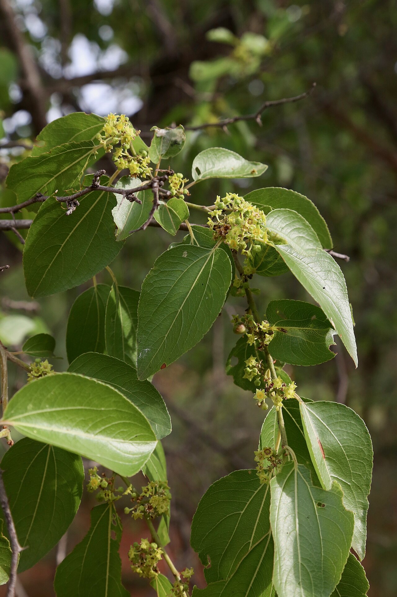 Buffalo thorn: South Africa, Limpopo, Waterberg District Municipality, Mokgalakwena Local Municipality, Palala (Lephalala) river.