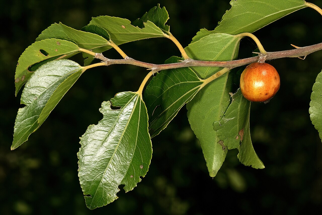 Buffalo thorn: Ziziphus mucronata , fruit; Faerie Glen Nature Reserve, Pretoria, Gauteng, South Africa