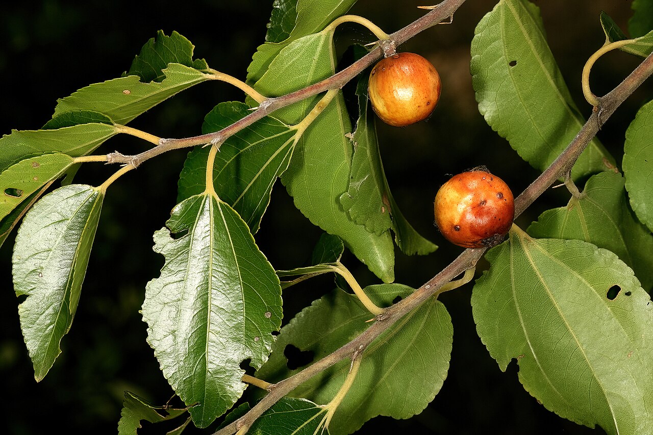 Buffalo thorn: Ziziphus mucronata , fruit; Faerie Glen Nature Reserve, Pretoria, Gauteng, South Africa