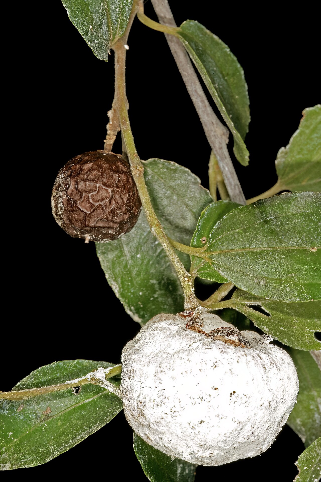 Buffalo thorn: Ziziphus mucronata , normal fruit, and fruit infected by the gall-forming fungus Coniodictyum chevalieri (Cryptobasidiaceae, Exobasidiales, Ustilaginomycetes, B