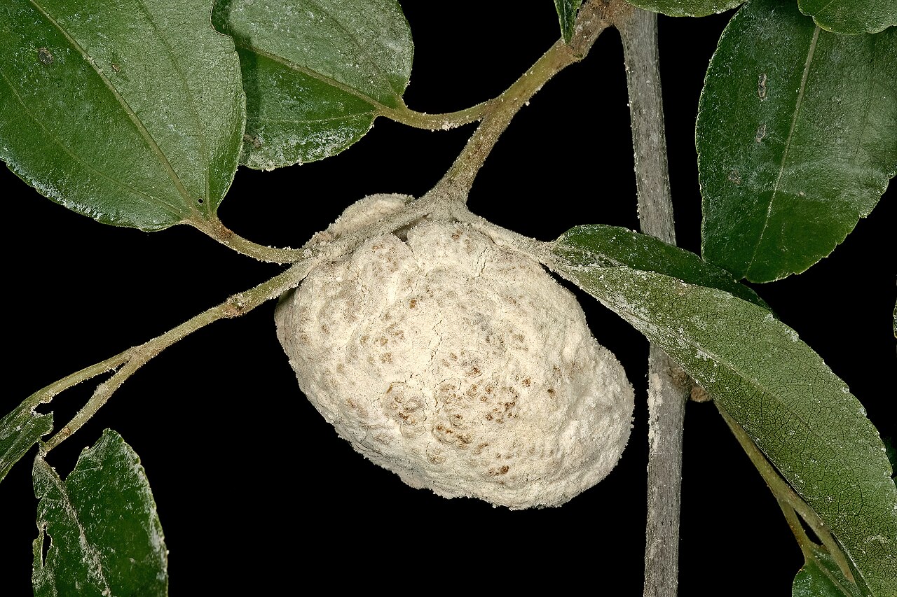 Buffalo thorn: Ziziphus mucronata , fruit infected by the gall-forming fungus Coniodictyum chevalieri (Cryptobasidiaceae, Exobasidiales, Ustilaginomycetes, Basidiomycota), pro