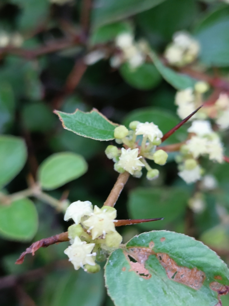 Jujube (Ziziphus nummularia)