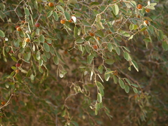 Jujube (Ziziphus nummularia)