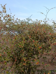 Jujube (Ziziphus nummularia)