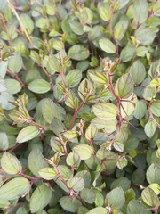 Jujube (Ziziphus nummularia)