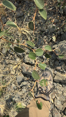 Jujube (Ziziphus nummularia)