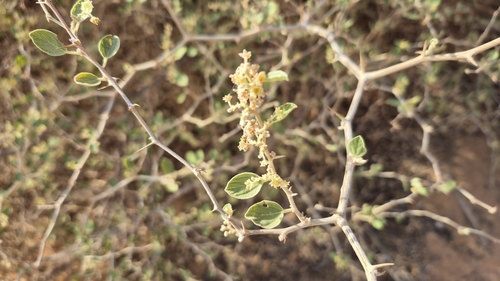 Jujube (Ziziphus nummularia)