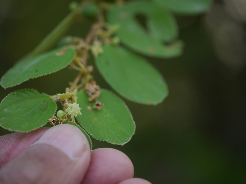 Jujube (Ziziphus nummularia)