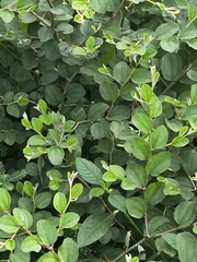 Jujube (Ziziphus nummularia)
