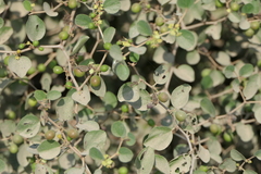 Jujube (Ziziphus nummularia)