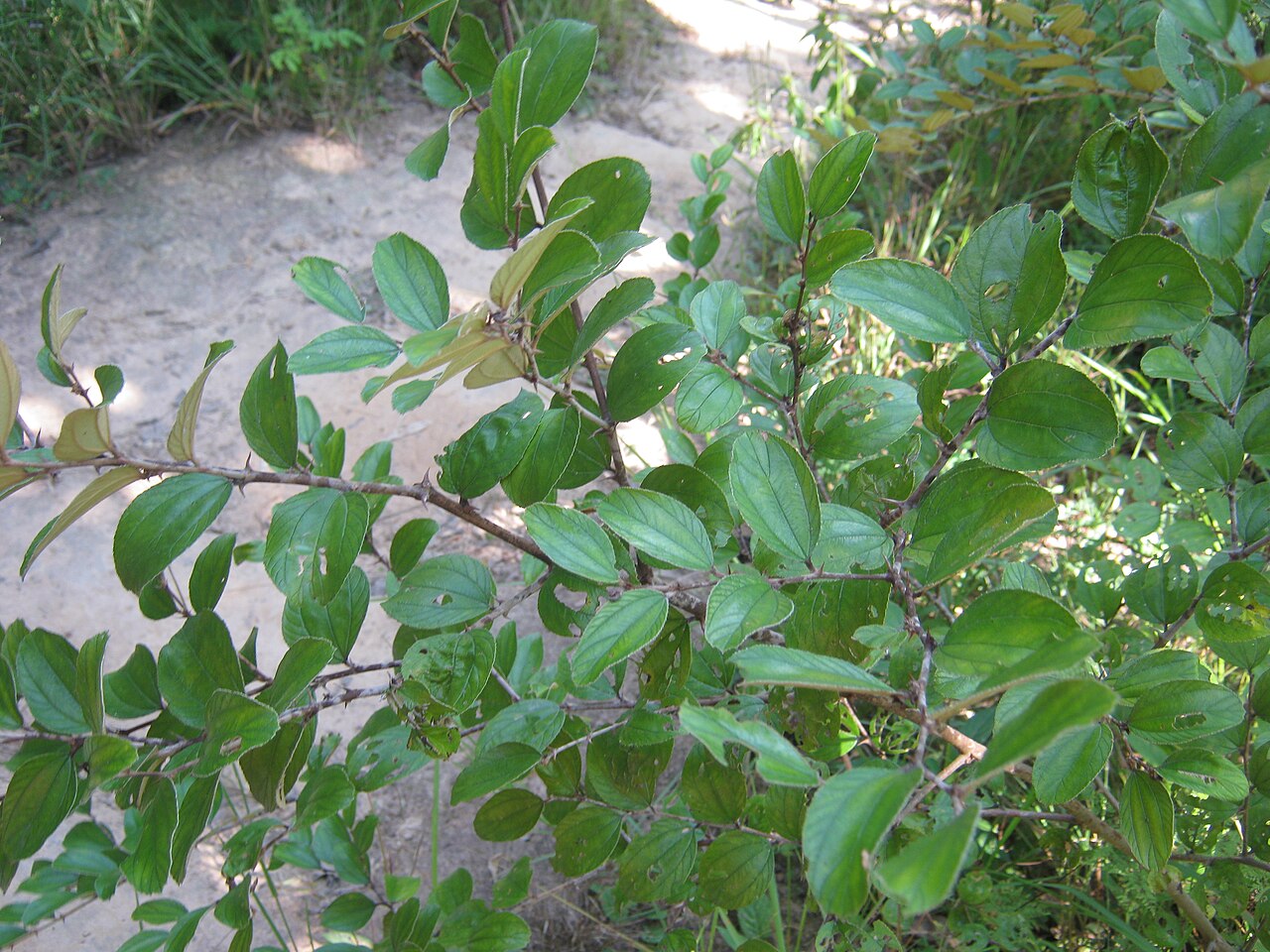 Jujube: A nepali shrub that bears edible fruit.