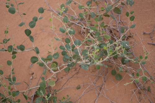 Jujube (Ziziphus nummularia)