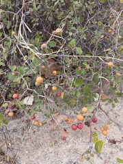 Jujube (Ziziphus nummularia)