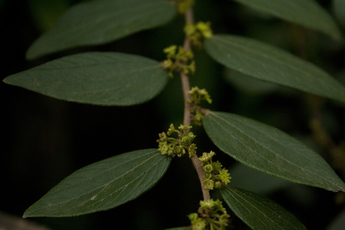 Ziziphus oenopolia (Ziziphus oenopolia)