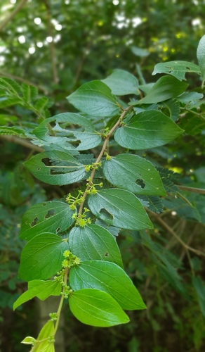 Ziziphus oenopolia (Ziziphus oenopolia)