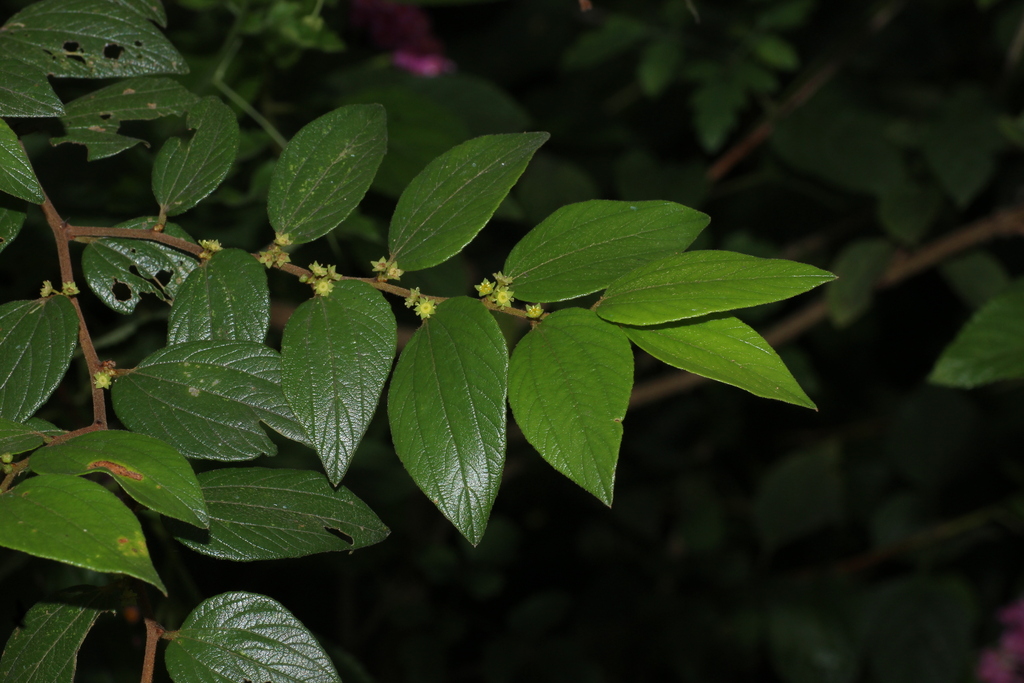 Ziziphus oenopolia (Ziziphus oenopolia)