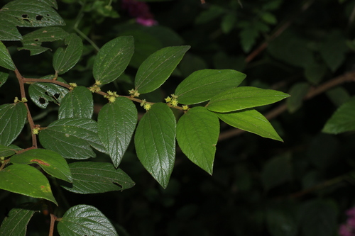 Ziziphus oenopolia (Ziziphus oenopolia)