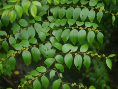 Ziziphus oenopolia (Ziziphus oenopolia)