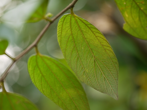Ziziphus oenopolia (Ziziphus oenopolia)