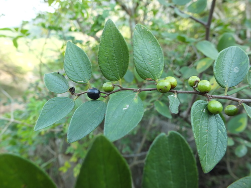 Ziziphus oenopolia (Ziziphus oenopolia)