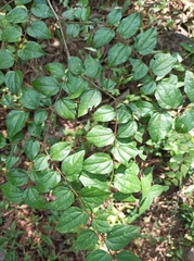 Ziziphus oenopolia (Ziziphus oenopolia)