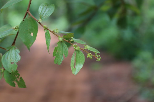 Ziziphus oenopolia (Ziziphus oenopolia)