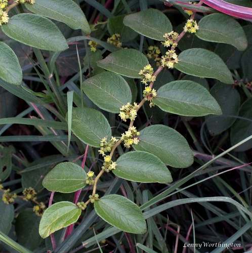 Ziziphus oenopolia (Ziziphus oenopolia)