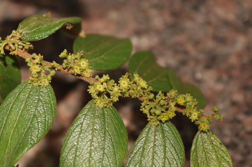 Ziziphus oenopolia (Ziziphus oenopolia)