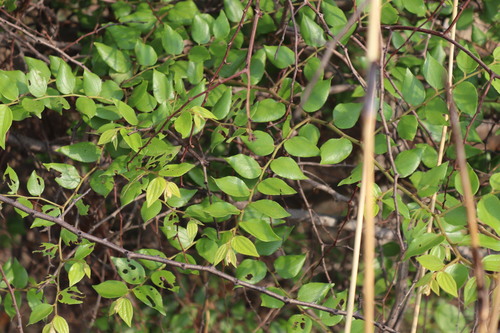 Ziziphus oenopolia (Ziziphus oenopolia)