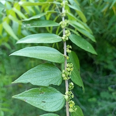 Ziziphus oenopolia (Ziziphus oenopolia)
