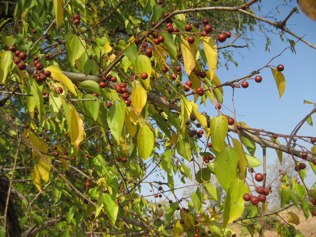 Ziziphus pubescens: The edible fruits of Ziziphus pubescens in Machaze district of Mozambique. Local name: "Tshetshene"