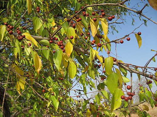 Ziziphus pubescens: The edible fruits of Ziziphus pubescens in Machaze district of Mozambique. Local name: "Tshetshene"