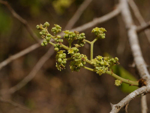 Ziziphus rugosa (Ziziphus rugosa)