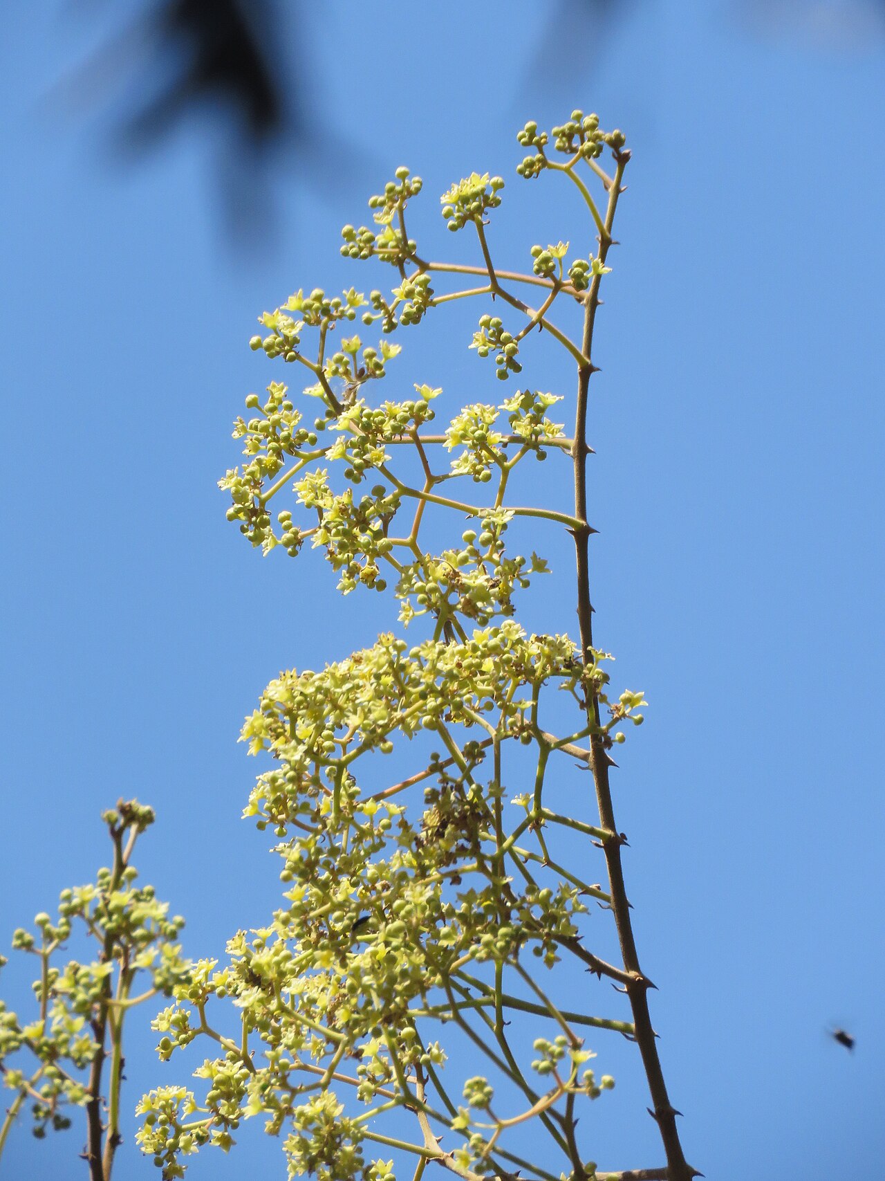 Ziziphus rugosa: Photos by Vinayaraj