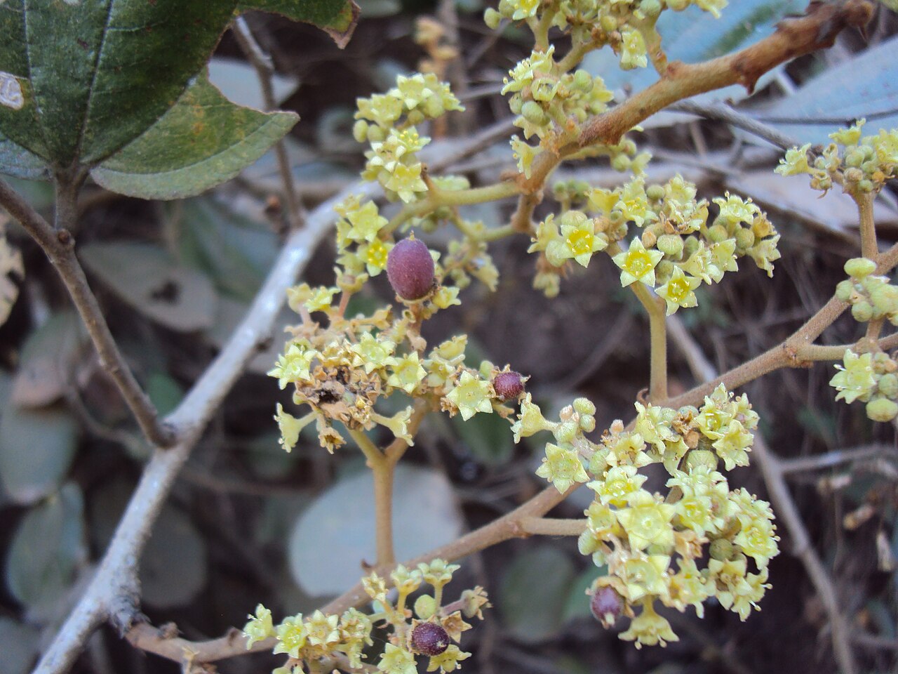 Ziziphus rugosa: Ziziphus rugosa