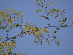 Ziziphus rugosa (Ziziphus rugosa)