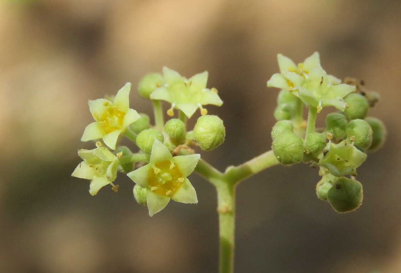 Ziziphus rugosa: Photos by Vinayaraj