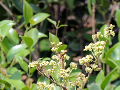 Ziziphus rugosa (Ziziphus rugosa)