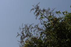 Ziziphus rugosa (Ziziphus rugosa)