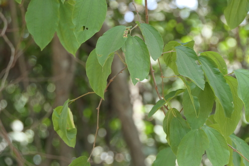Ziziphus rugosa (Ziziphus rugosa)