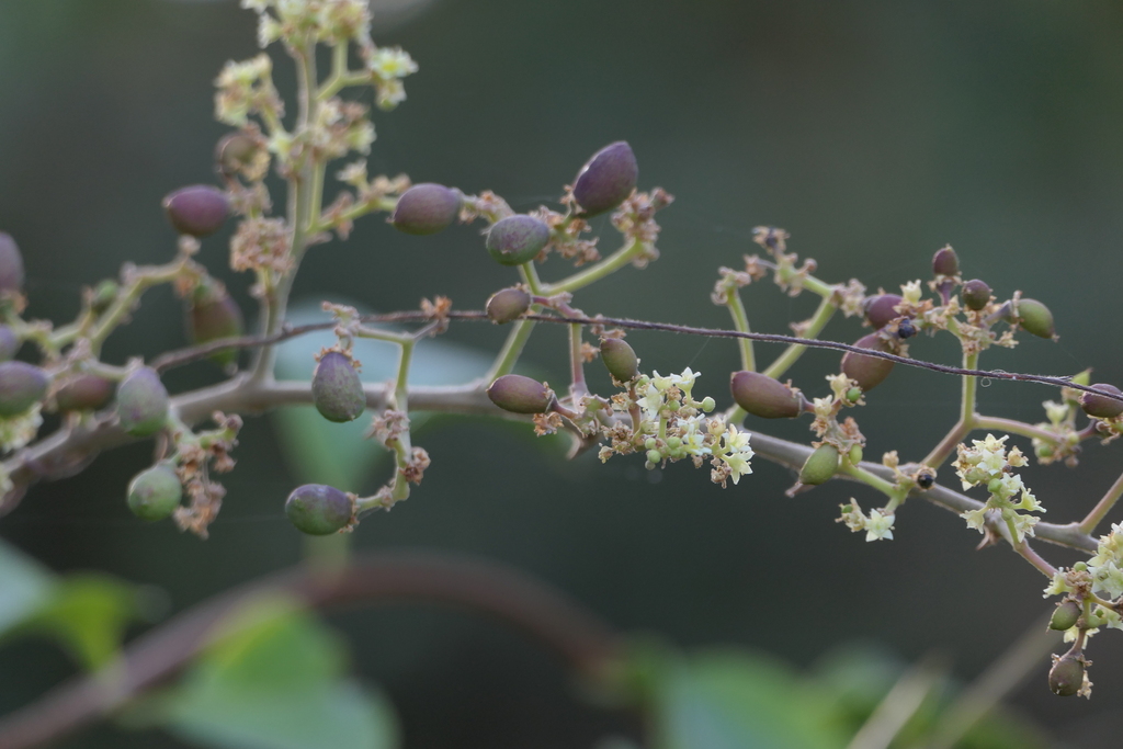 Ziziphus rugosa (Ziziphus rugosa)