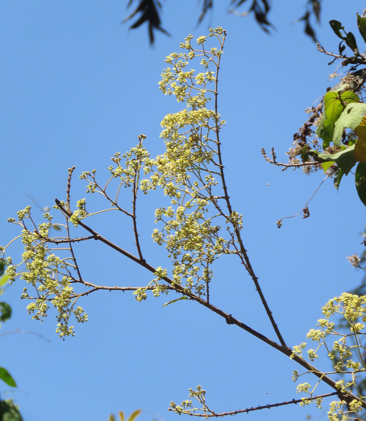 Ziziphus rugosa: Photos by Vinayaraj