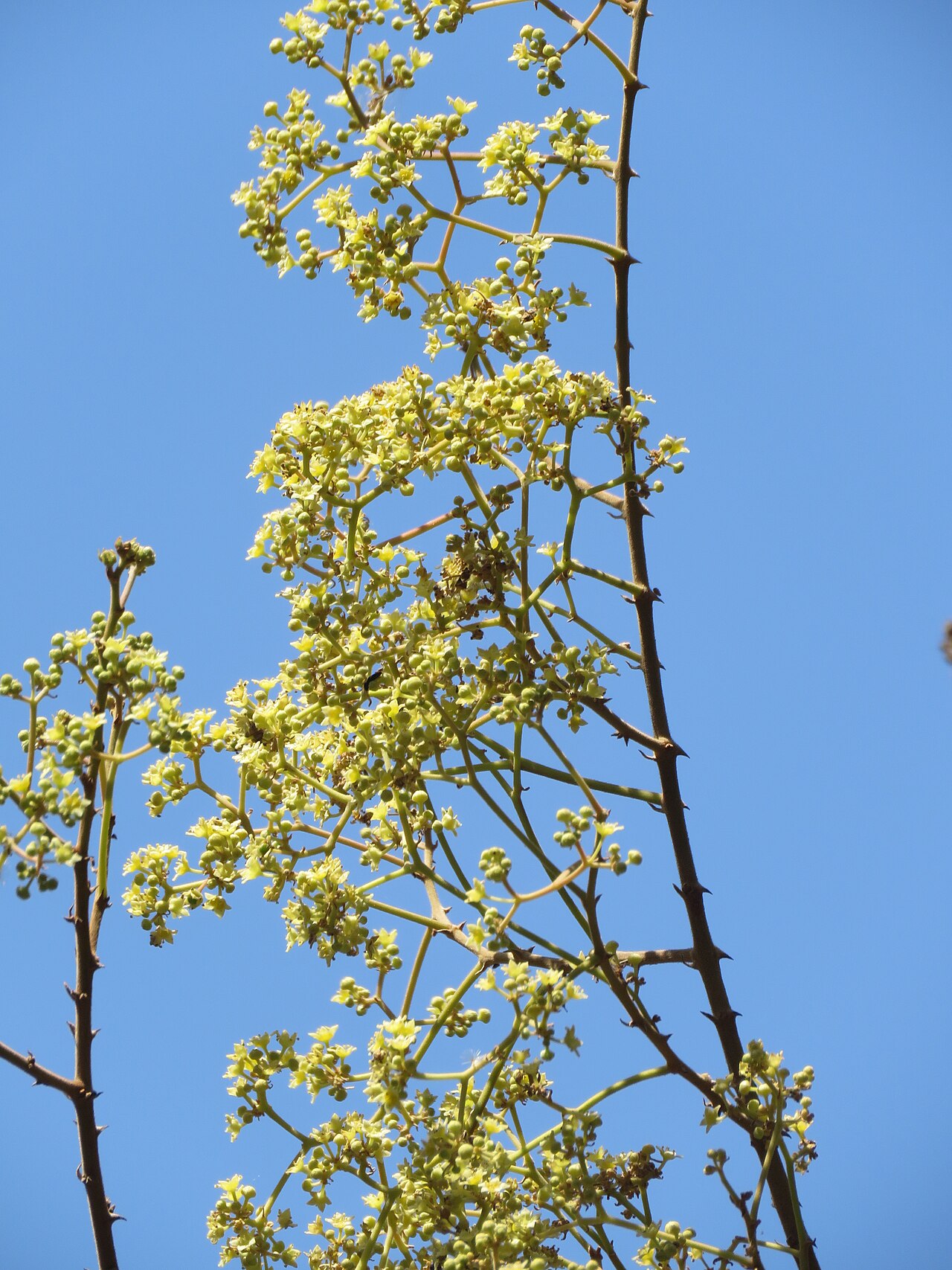 Ziziphus rugosa: Photos by Vinayaraj