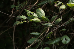 Ziziphus rugosa (Ziziphus rugosa)