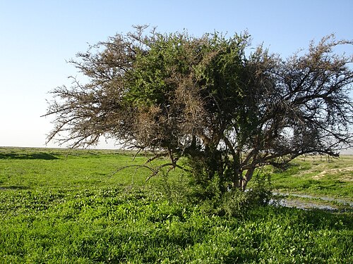 Christ's thorn: "Ziziphus spina-christi" in Alamarvdasht کُنار